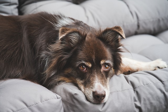 奶粉喂養的幼犬，需要注意哪些細節問題？