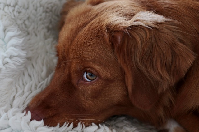 犬細小病毒有那些癥狀？