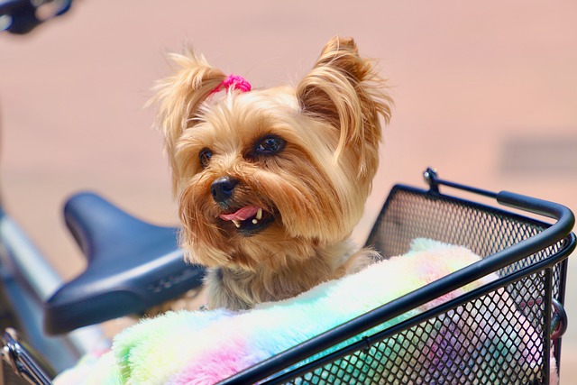 治療犬窩咳一般需要多長時間才能痊愈？