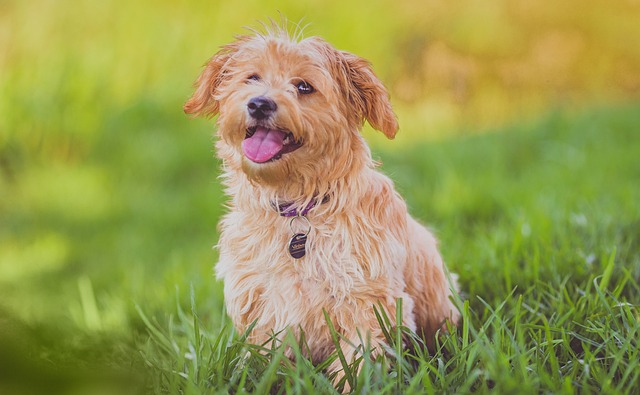 如何判斷狗狗是不是得了犬瘟熱？
