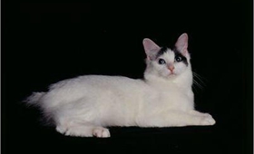 日本短尾貓怎么養(yǎng) 日本短尾貓飼養(yǎng)方法