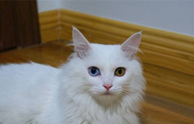 山東獅子貓吃什么好 飼喂貓咪不能太隨意