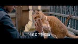 怎么訓(xùn)練貓擊掌 貓咪擊掌調(diào)教視頻分享