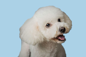 怎么給比熊犬洗澡