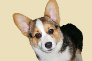 柯基犬如何養