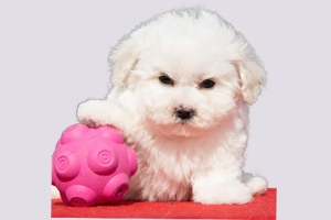 比熊犬什么時候驅(qū)蟲
