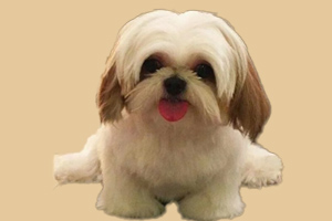 西施犬吃什么