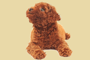 成年泰迪犬怎么養