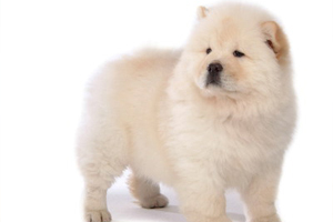 松獅幼犬吃什么