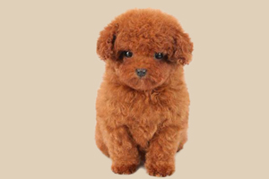 茶杯泰迪犬怎么養