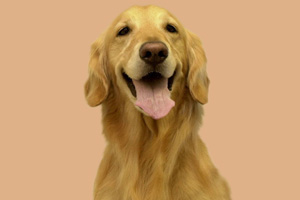 金毛犬怎么補鈣
