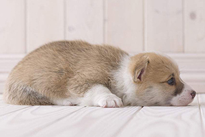 柯基犬怎么養胖