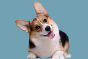 柯基幼犬吃什么長的快