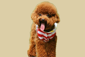 泰迪幼犬喂養注意事項