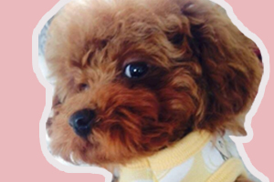泰迪幼犬怎么喂養