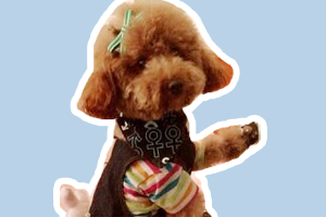 泰迪幼犬狗糧怎么泡
