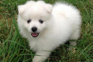 銀狐犬吃什么