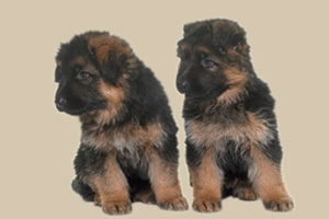 德國牧羊犬幼犬喂養方法