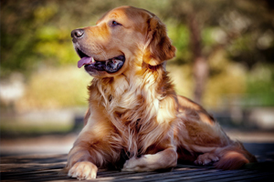 金毛犬如何飼養