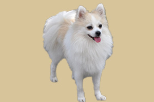 狐貍狗吃什么