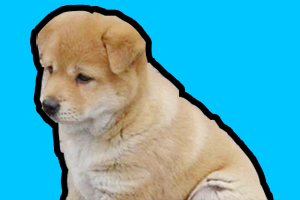 土狗幼犬怎么喂養