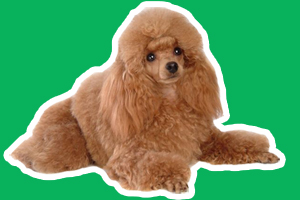 貴賓犬怎么修毛