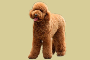 小貴賓犬怎么養