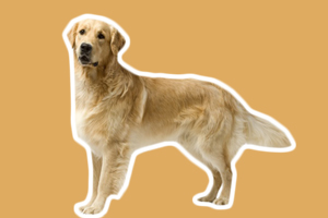 金毛犬的喂養方法
