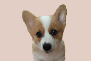 柯基犬什么時候交配好