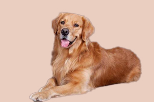 金毛犬產后吃什么食物
