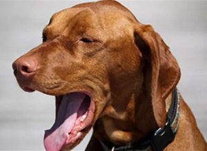 犬傳染性氣管支氣管炎怎么預防治療
