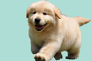 金毛幼犬吃什么