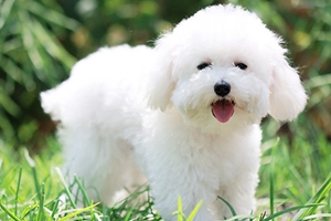 養比熊犬的注意事項是什么