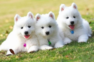 薩摩耶幼犬吃什么