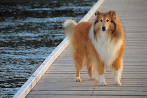 蘇格蘭牧羊犬如何養