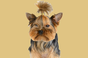 約克夏犬飼養(yǎng)的注意事項有哪些