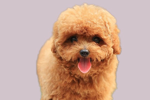 貴賓狗怎么喂養