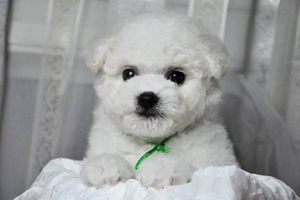 如何給比熊犬梳毛
