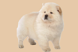 松獅吃什么有營養