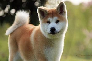 秋田犬如何補鈣