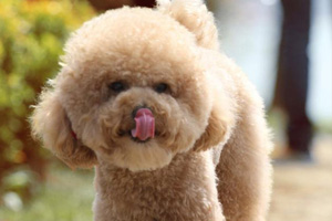 玩具貴賓犬怎么養
