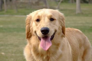 金毛犬如何喂養