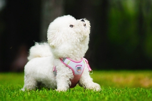 比熊犬如何喂養