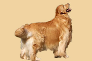 金毛犬吃什么對毛好