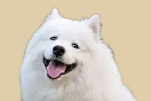 成年薩摩耶怎么養