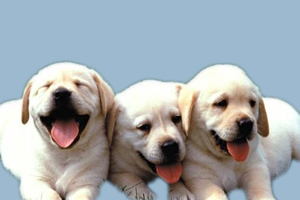 拉布拉多幼犬怎么養