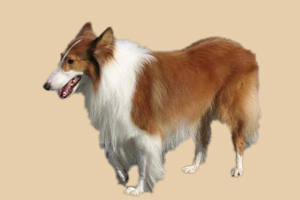 蘇牧犬吃什么