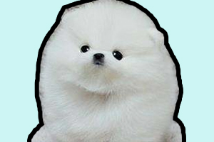 博美幼犬的養法是什么
