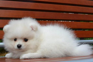 小博美犬怎么養