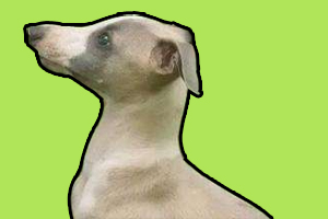 靈緹犬幼犬怎么喂養